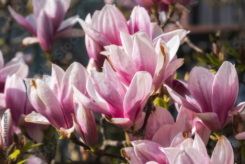 Close-up of blooming magnolias in the spa gardens of Wiesbaden Germany 