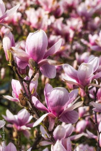Close-up of blooming magnolias in the spa gardens of Wiesbaden Germany 