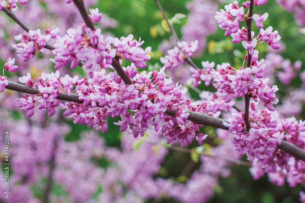 Japanese cherry sakura blossoms in spring, pink flowers close up on a branch. Branches of blossoming cherries in nature outdoors Japanese cherry sakura blossoms in spring, pink flowers close up on a branch. Branches of blossoming cherries in nature outdoors