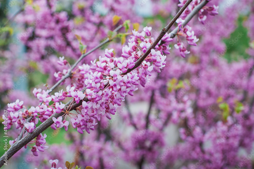 Japanese cherry sakura blossoms in spring, pink flowers close up on a branch. Branches of blossoming cherries in nature outdoors