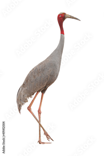 Eastern Sarus Crane (Grus antigone) isolated on white background. with clipping path photo