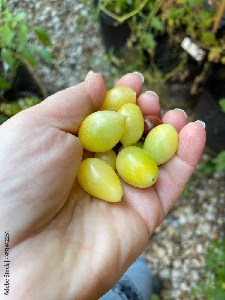 person picking grape tomatoes person picking grape tomatoes