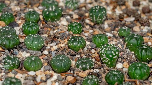 Astrophytum asterias seedlings on white gravel. Beautiful cactus seedlings