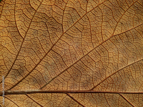 close up dry brown leaf of Bastard teak ( Butea monosperma )