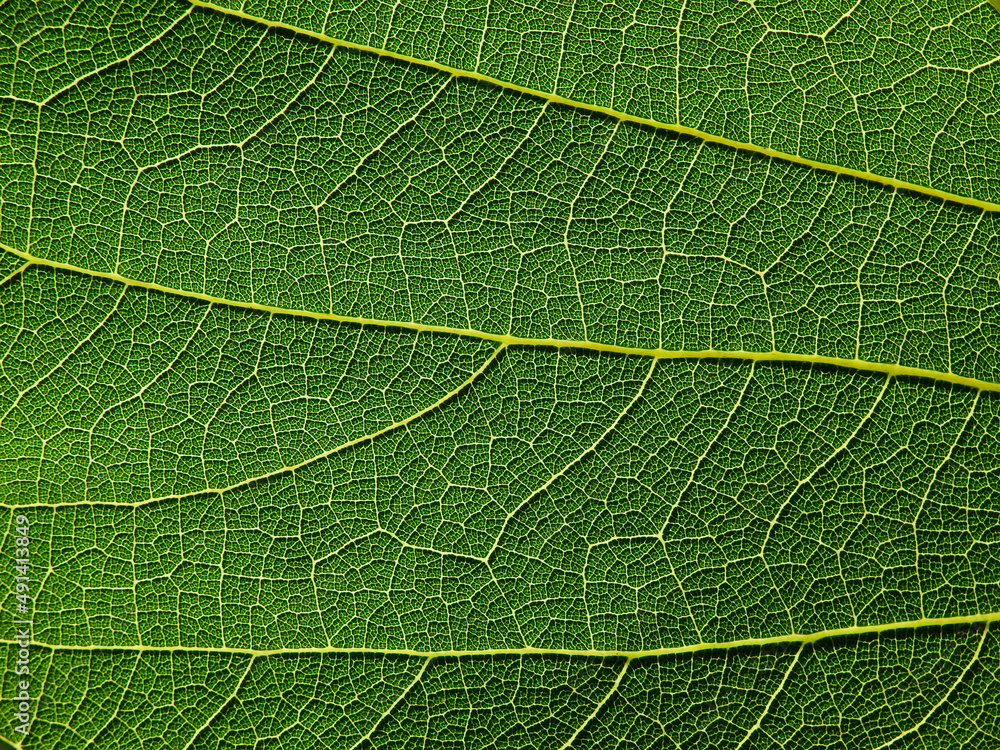 Obraz premium close up green leaf of Bastard teak ( Butea monosperma )