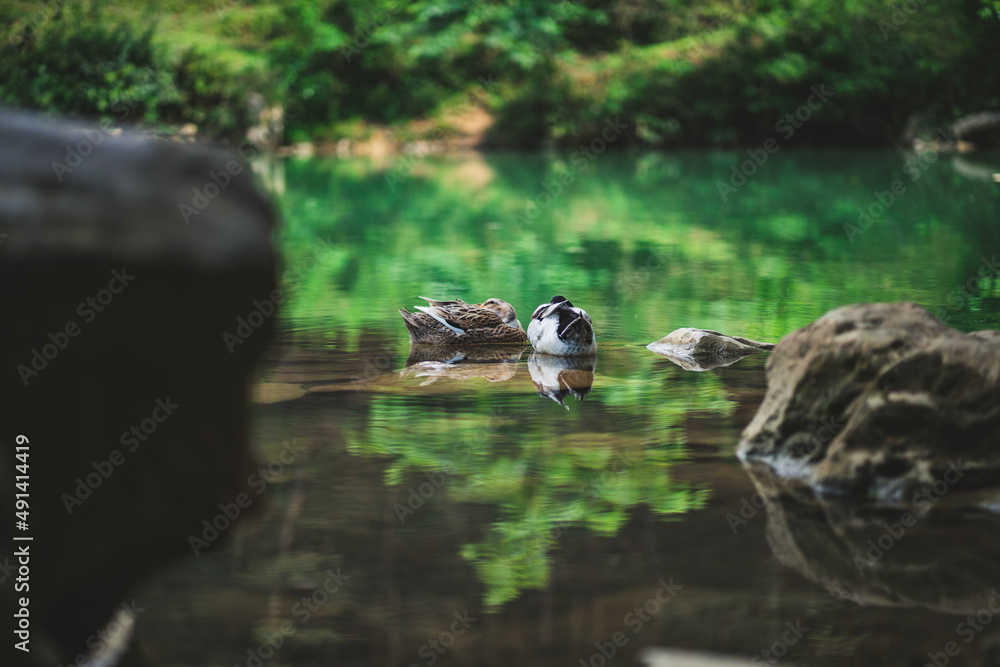 Fototapeta premium ducks on the water