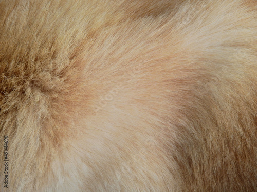 brown dog hair texture, close up