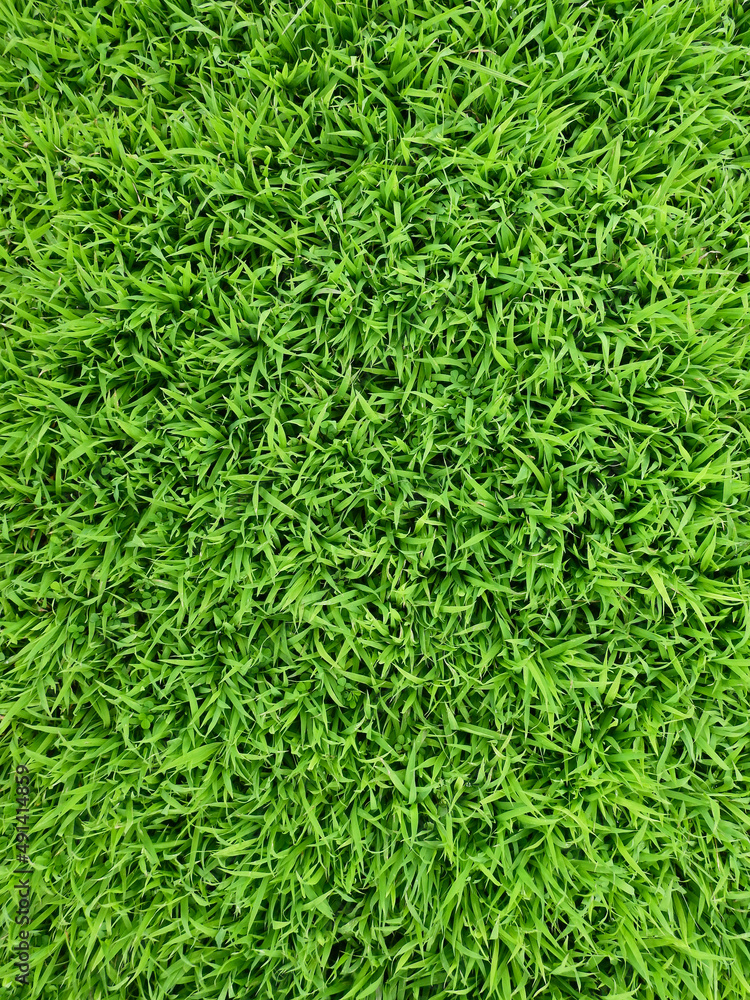 top view green grass on the lawn texture top view green grass on the lawn texture