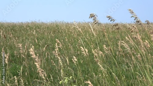 Wind blowing over a summer meadow in North Dakota