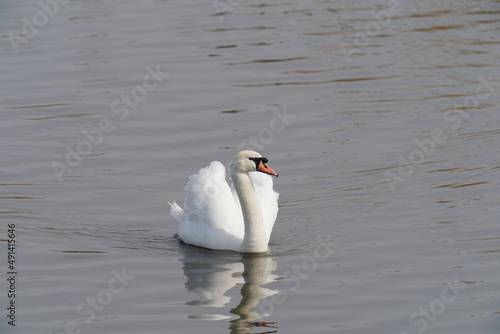 mute swan in the river