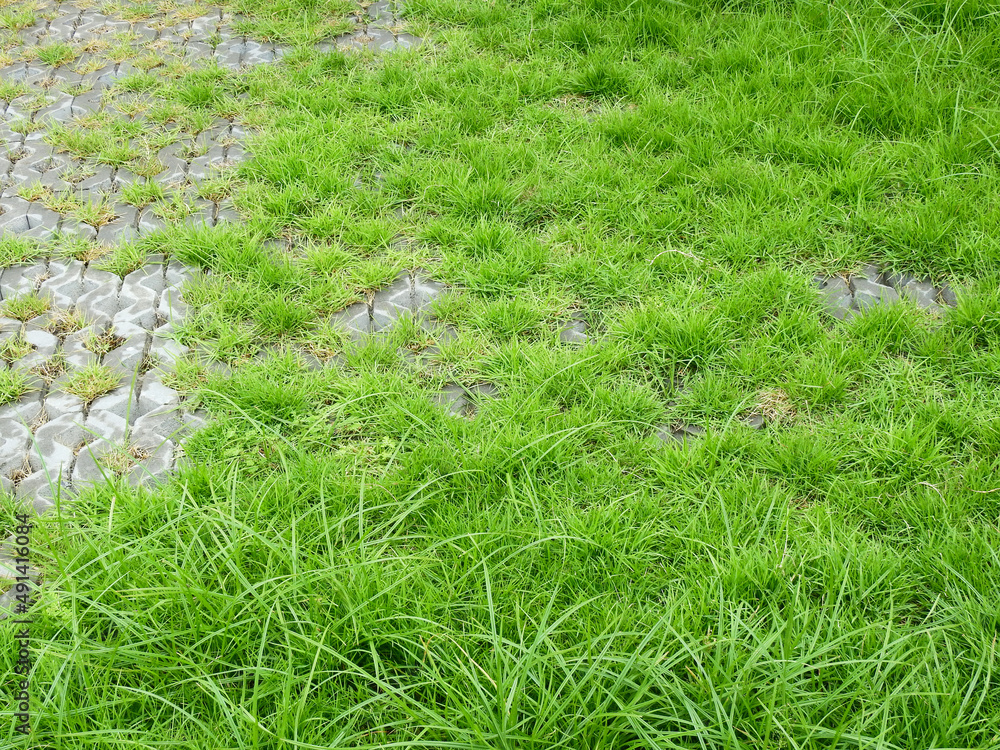 abandoned sidewalk with green grass in street after rain