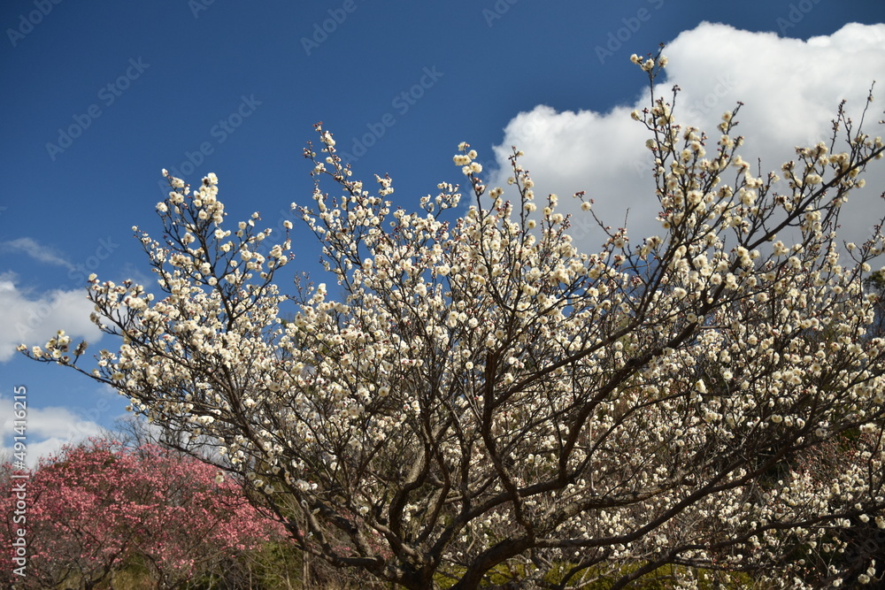 青空と梅の花