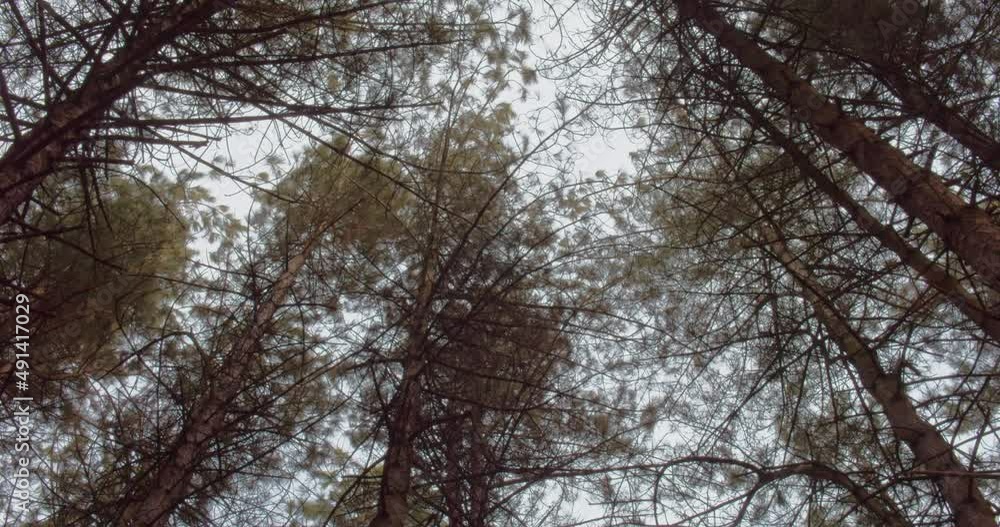 Low angle view looking up at tree tops swaying in the wind.View from below in a woodland area during autumn UK England. Low angle view looking up at tree tops swaying in the wind.View from below in a woodland area during autumn UK England.