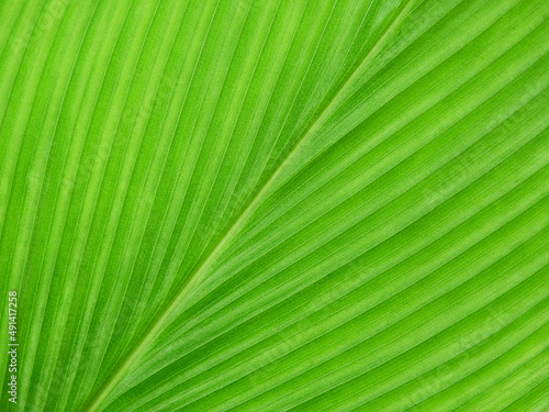 green leaf of Siam Tulip ( Curcuma alismatifolia )