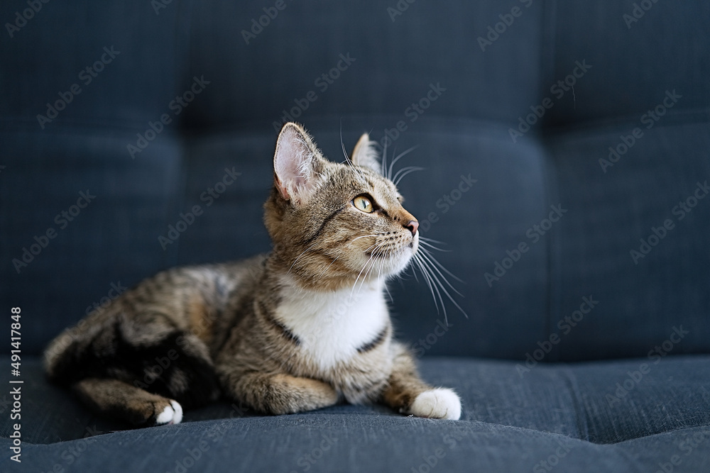 Cute tabby kitten lying on the couch at home Cute tabby kitten lying on the couch at home
