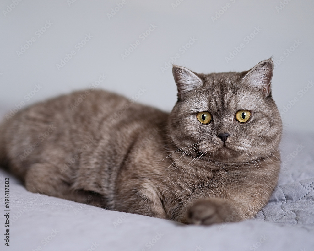 Cute British cat lying on the couch at home Cute British cat lying on the couch at home