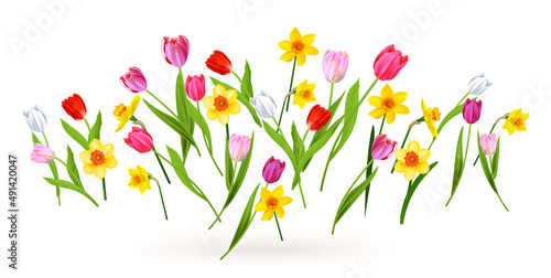 Spring blossom tulips and daffodils