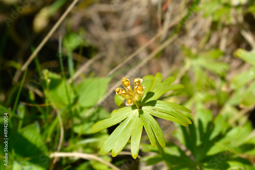 Winter aconite