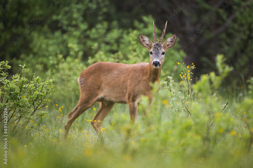Alert roe deer, capreolus capreolus, buck looking into camera on a green clearing in summer nature. Attentive wild mammal with orange fur and antlers from side view. Shy animal wildlife. Alert roe deer, capreolus capreolus, buck looking into camera on a green clearing in summer nature. Attentive wild mammal with orange fur and antlers from side view. Shy animal wildlife.
