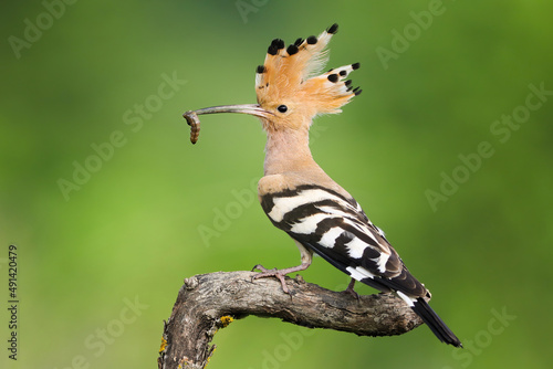Wild eurasian hoopoe, upupa epops, sitting on a branch with open crest in summer forest. Orange bird perching still on a twig with insect larva in the beak. © WildMedia