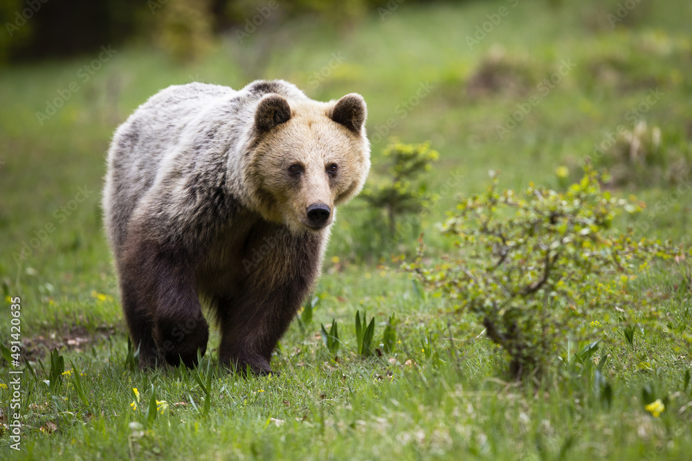 Alert brown bear, ursus arctos, approaching on a meadow with green grass in summer. Attentive wild mammal coming closer from front view. Animal wildlife in nature.