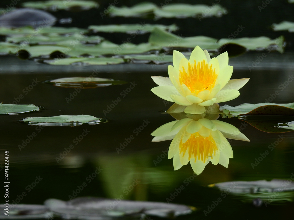 yellow lotus blooming on water in the pond with reflection