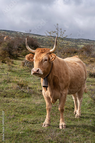 Fototapeta Naklejka Na Ścianę i Meble -  Pyrenean breed cow grazing freely