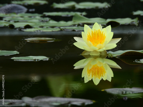 yellow lotus blooming on water in the pond with reflection