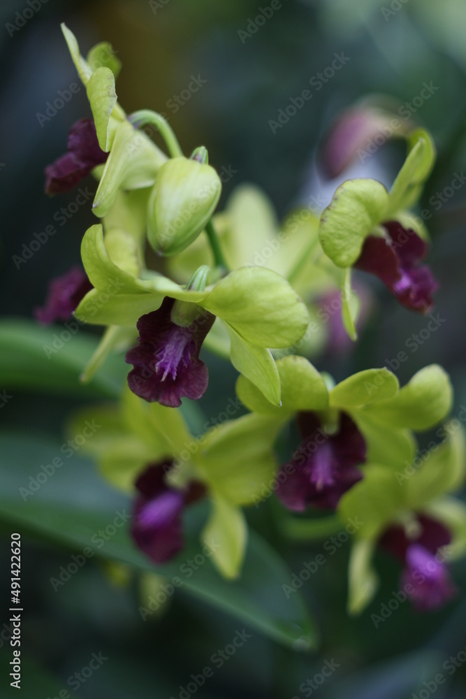 Fototapeta premium purple and green