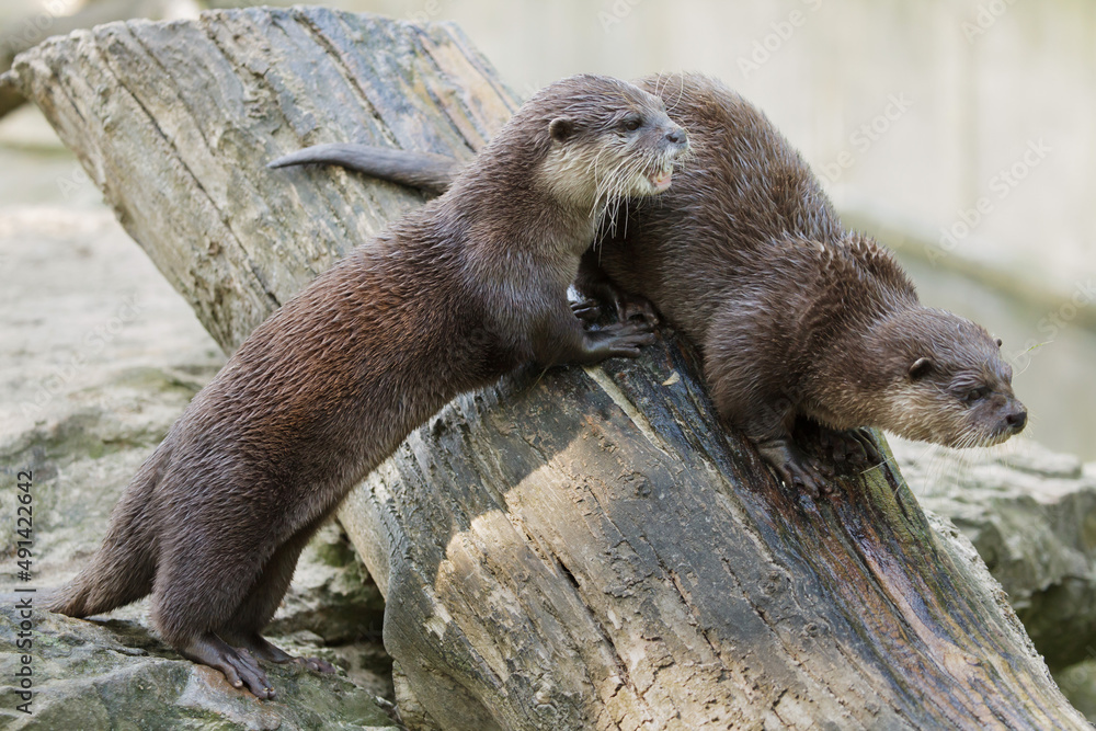 Oriental small-clawed otter (Amblonyx cinereus) Oriental small-clawed otter (Amblonyx cinereus)