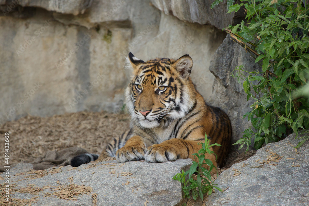 Sumatran tiger cub (Panthera tigris sumatrae) Sumatran tiger cub (Panthera tigris sumatrae)