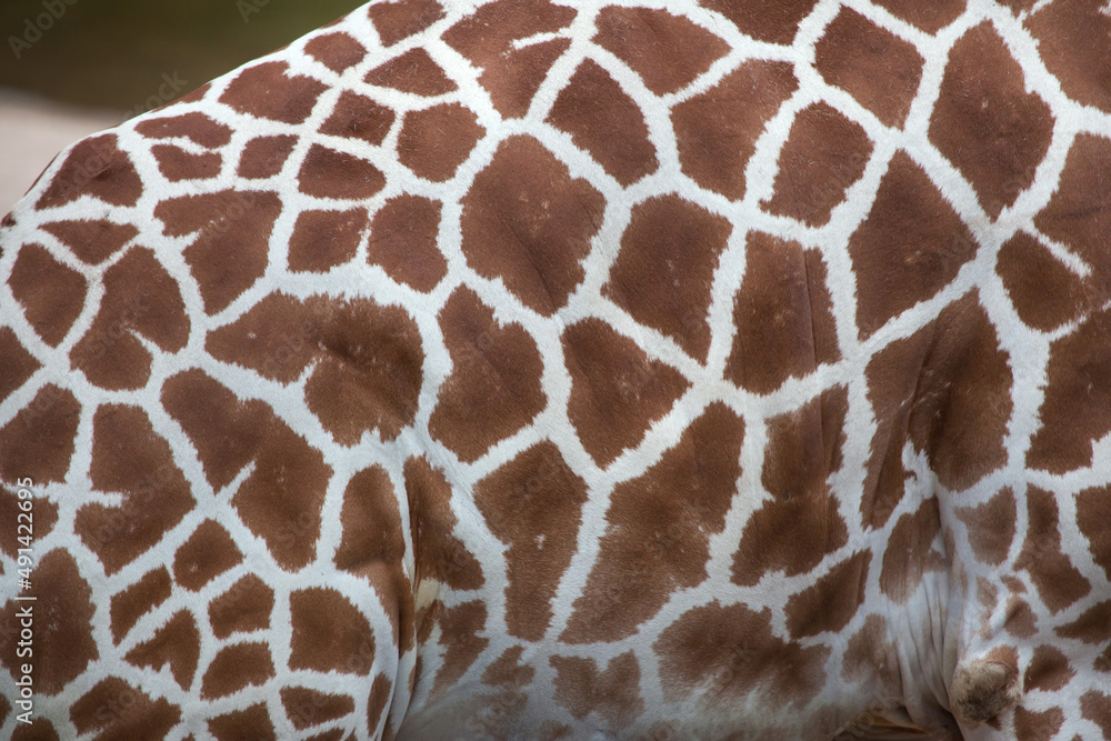 Reticulated giraffe (Giraffa camelopardalis reticulata). Reticulated giraffe (Giraffa camelopardalis reticulata).