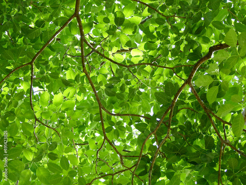 fresh green leaf of spring tree