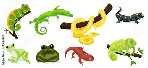 Reptile vector animal reptilian character. Serpent, reptile and amphibians, frog, iguana and python vector illustration set. Cartoon exotic amphibian and reptiles