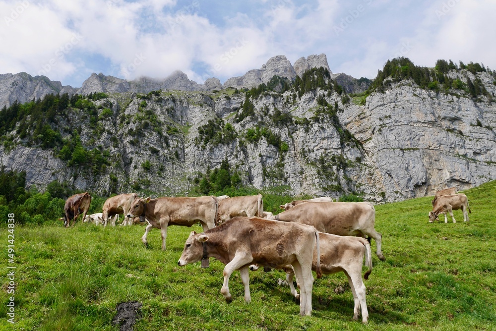Cows in the Swiss Alps. Churfirsten, St. Gallen, Switzerland. Cows in the Swiss Alps. Churfirsten, St. Gallen, Switzerland.