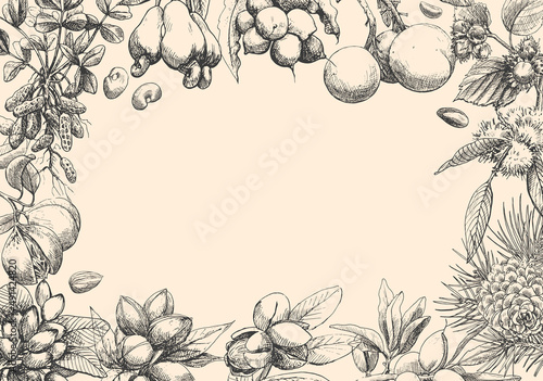Vector background with plants of nuts. Hand drawn elements. Sketch almond, brazil nut, nutmeg, macadamia, cashew, walnut, peanut, pistachio. Illustration for design