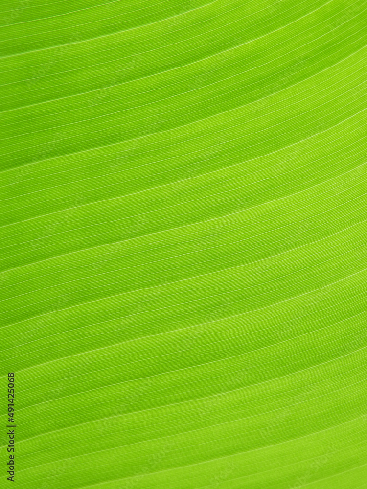 close up green banana leaf texture close up green banana leaf texture