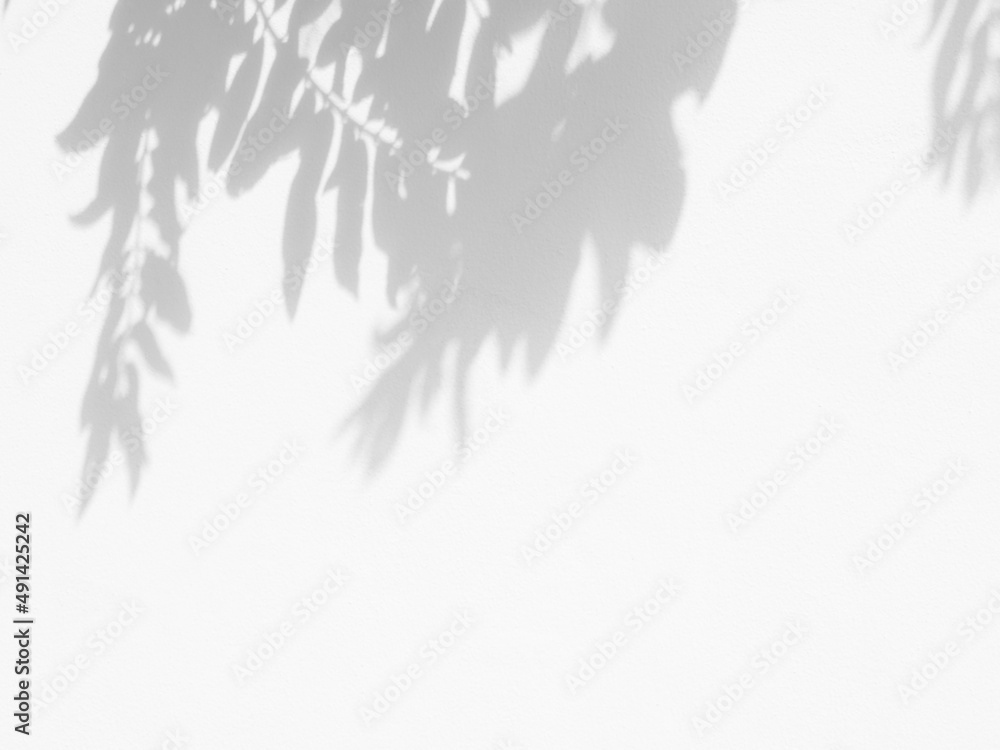 gray shadow of the leaf on white wall background gray shadow of the leaf on white wall background