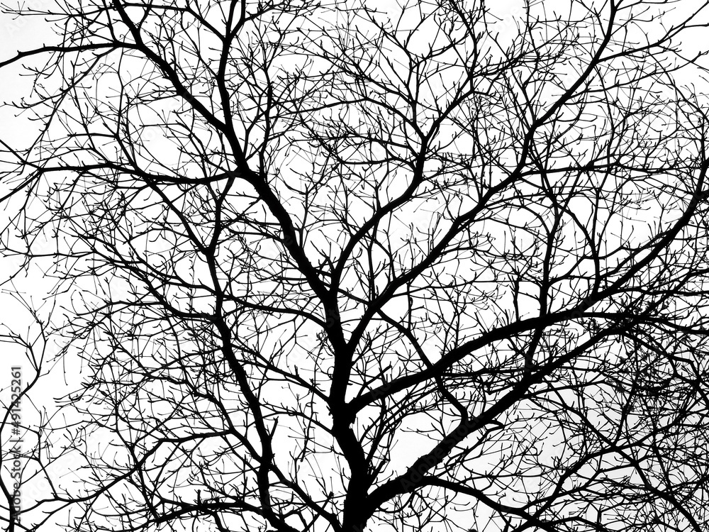 dry branch of tree silhouette on white background dry branch of tree silhouette on white background