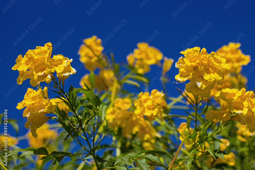 Defocused bright yellow flowers on the deep blue sky background. Soft selective focus Defocused bright yellow flowers on the deep blue sky background. Soft selective focus