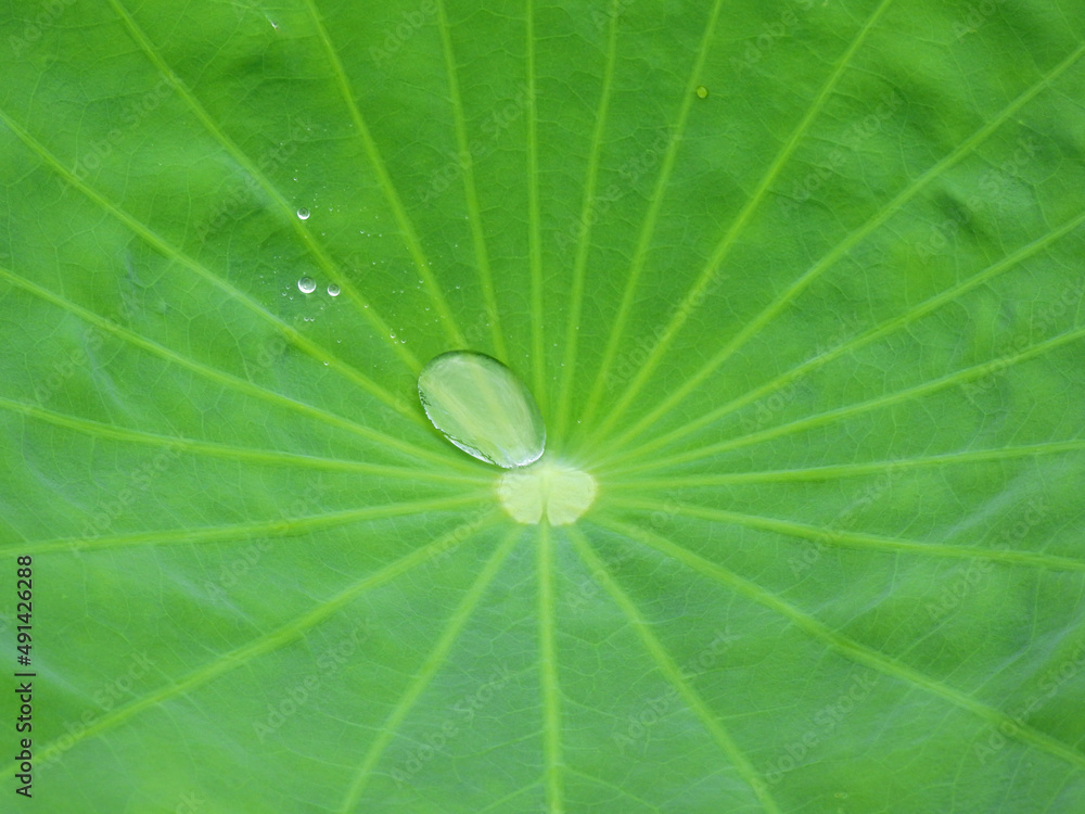 water drop on green leaf of lotus after rain water drop on green leaf of lotus after rain