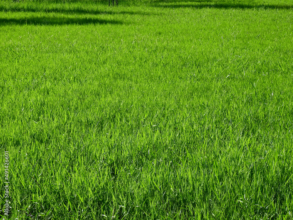 green grass field in meadow