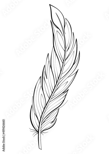 Bird feather vector illustration. Fluffy feather silhouette line art drawing