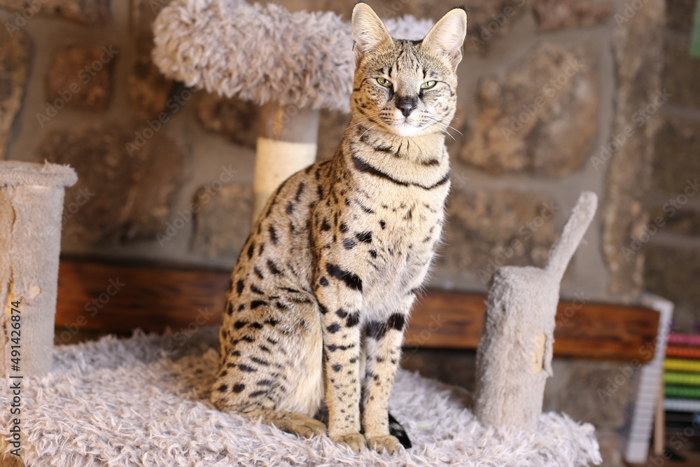 Incredible Savannah Cat that almost looks like a serval Stock-foto | Adobe  Stock