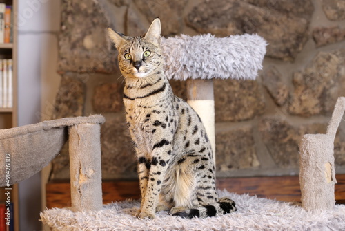 Foto Incredible Savannah Cat that almost looks like a serval