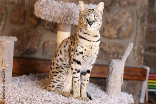 Photography Incredible Savannah Cat that almost looks like a serval
