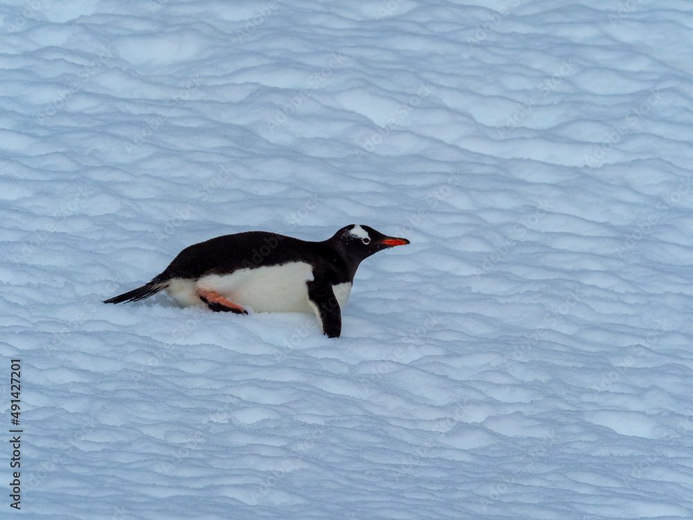 Obraz premium Closeup of a chinstrap penguin on its arduous uphill walk on the snow back to its rookery, Orne Harbor, Graham Land, Antarctic Peninsula. Antarctica