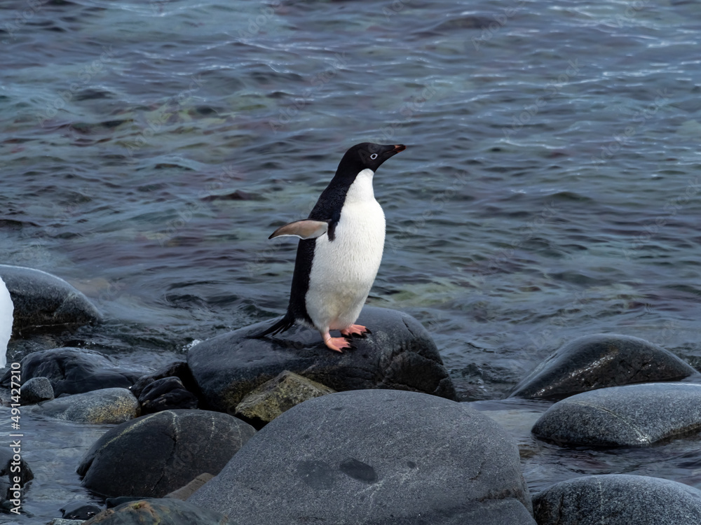Fototapeta premium Adelie penguin hesitating to go fishing because of the presence of leopard seals in the waters, Antarctic peninsula, Antarctica