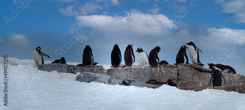 Gentoo penguzin rookeries, Damoy Point, near Port Lockroy, Palmer Archipelago, Antartctic Peninsula, Antarctica photo
