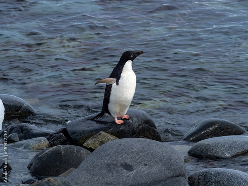 Adelie penguin hesitating to go fishing because of the presence of leopard seals in the waters  Antarctic peninsula  Antarctica